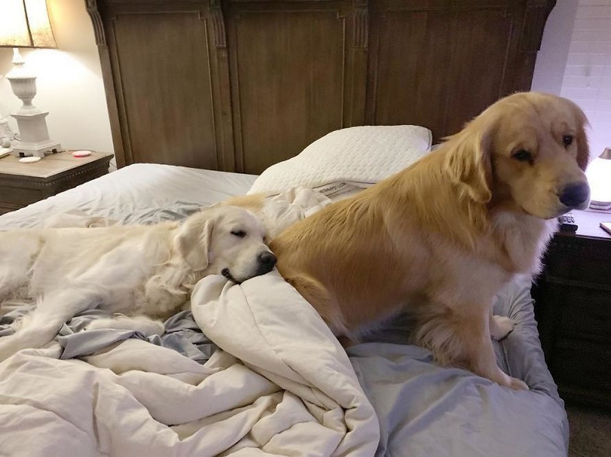 Ces adorables golden retrievers adorent dormir l’un sur l’autre comme des oreillers et voici les 26 meilleures photos d’eux
