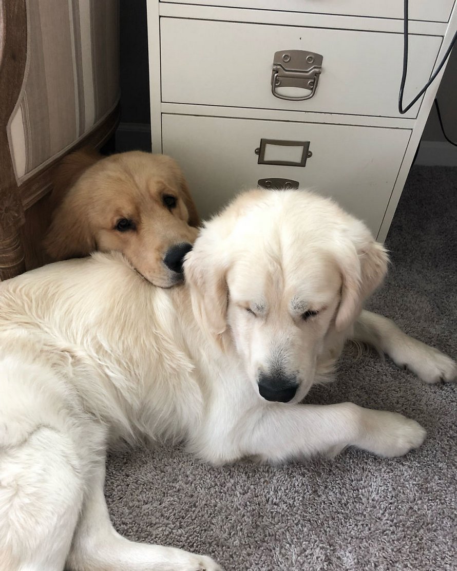 Ces adorables golden retrievers adorent dormir l’un sur l’autre comme des oreillers et voici les 26 meilleures photos d’eux