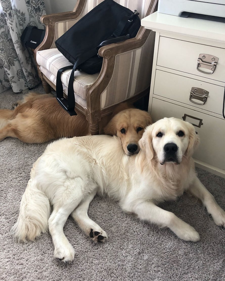 Ces adorables golden retrievers adorent dormir l’un sur l’autre comme des oreillers et voici les 26 meilleures photos d’eux