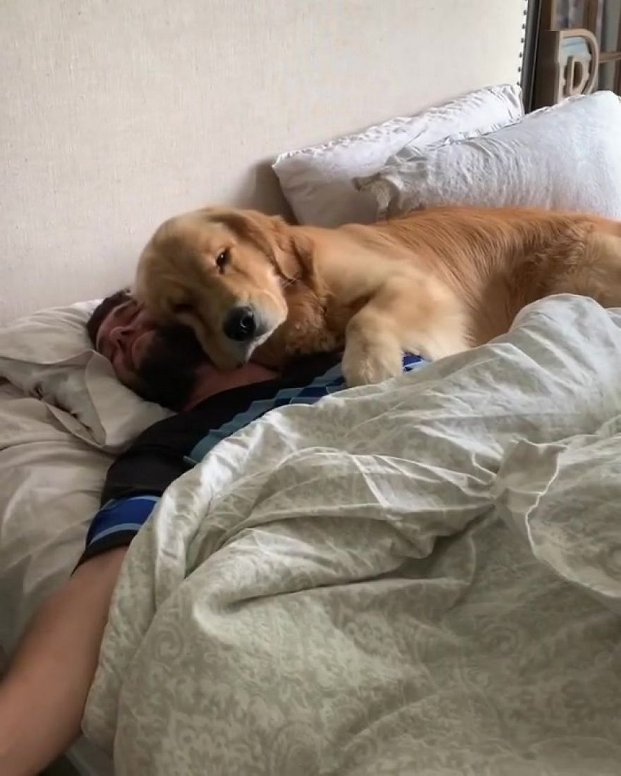 Ces adorables golden retrievers adorent dormir l’un sur l’autre comme des oreillers et voici les 26 meilleures photos d’eux