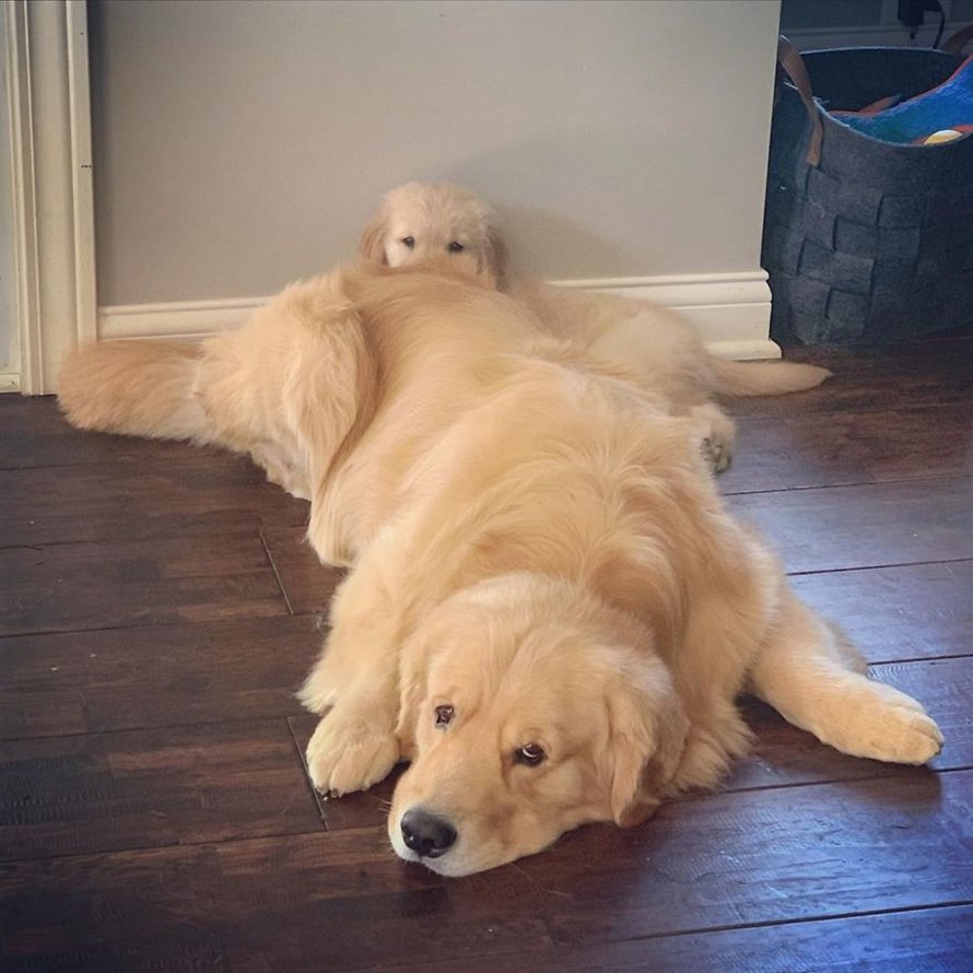 Ces adorables golden retrievers adorent dormir l’un sur l’autre comme des oreillers et voici les 26 meilleures photos d’eux