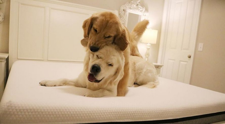 Ces adorables golden retrievers adorent dormir l’un sur l’autre comme des oreillers et voici les 26 meilleures photos d’eux