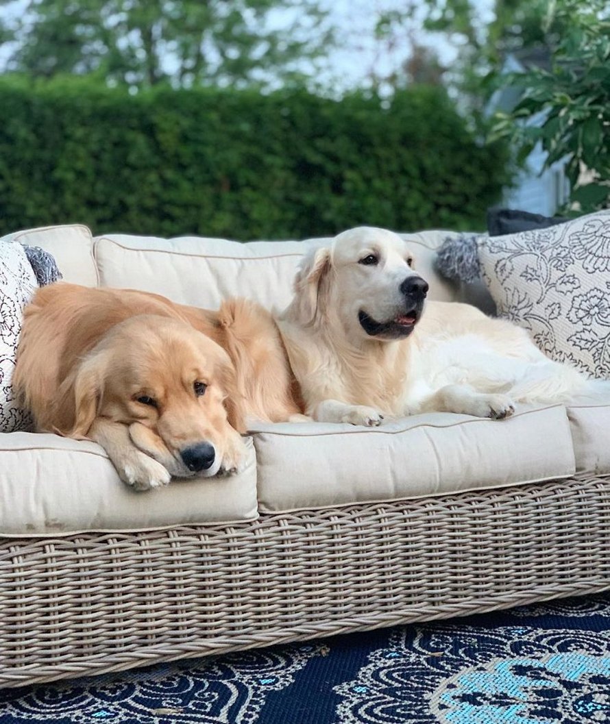 Ces adorables golden retrievers adorent dormir l’un sur l’autre comme des oreillers et voici les 26 meilleures photos d’eux