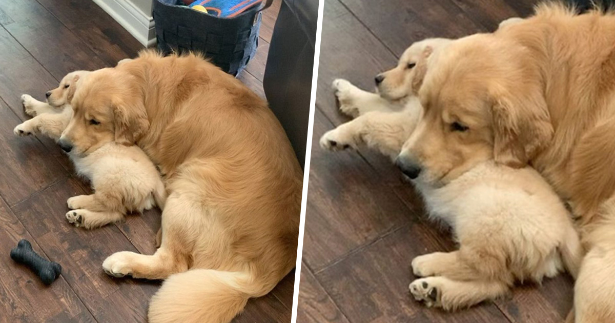 Ces adorables golden retrievers adorent dormir l’un sur l’autre comme des oreillers et voici les 26 meilleures photos d’eux