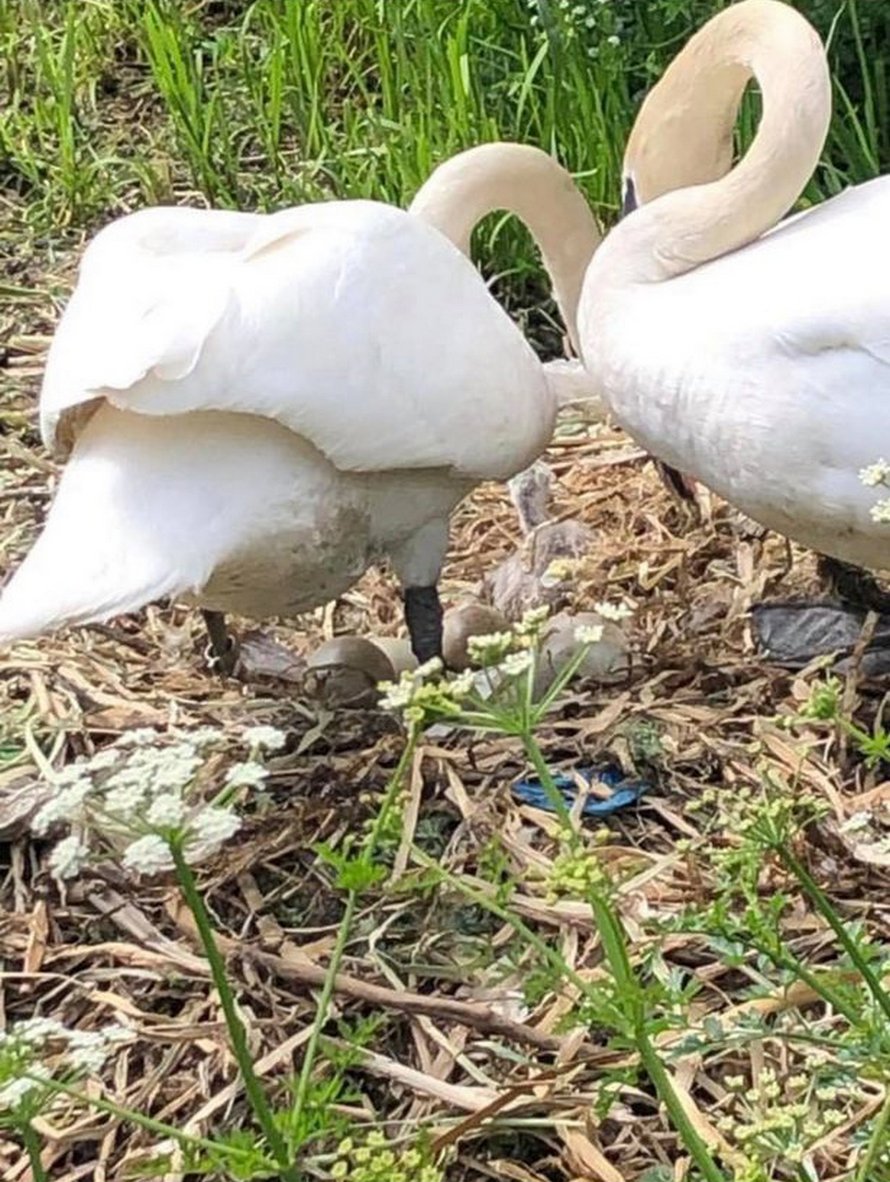 Un Cygne Meurt Le Coeur Brise Apres Que Des Ados Aient Detruit Son Nid Et Tue Ses Bebes A Naitre Ipnoze