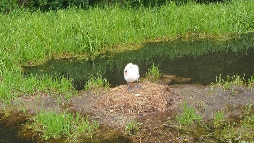 Un Cygne Meurt Le Coeur Brise Apres Que Des Ados Aient Detruit Son Nid Et Tue Ses Bebes A Naitre Ipnoze