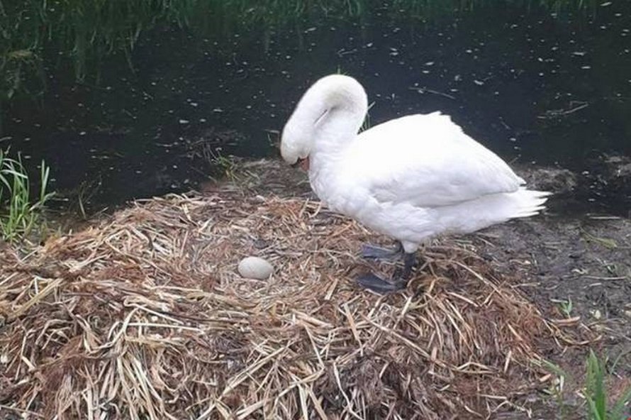 Un Cygne Meurt Le Coeur Brise Apres Que Des Ados Aient Detruit Son Nid Et Tue Ses Bebes A Naitre Ipnoze