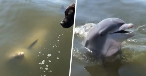 Un dauphin sauvage amical passe dire « bonjour » à deux chiens sur un bateau
