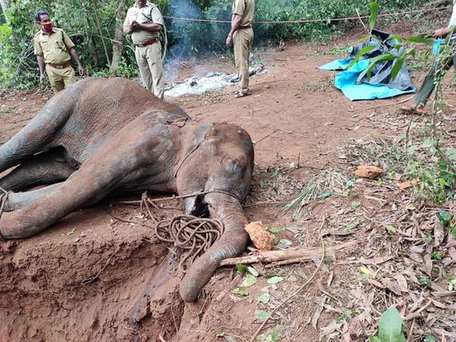 Des artistes rendent hommage à l’éléphante enceinte qui est morte à cause d’un ananas rempli de pétards