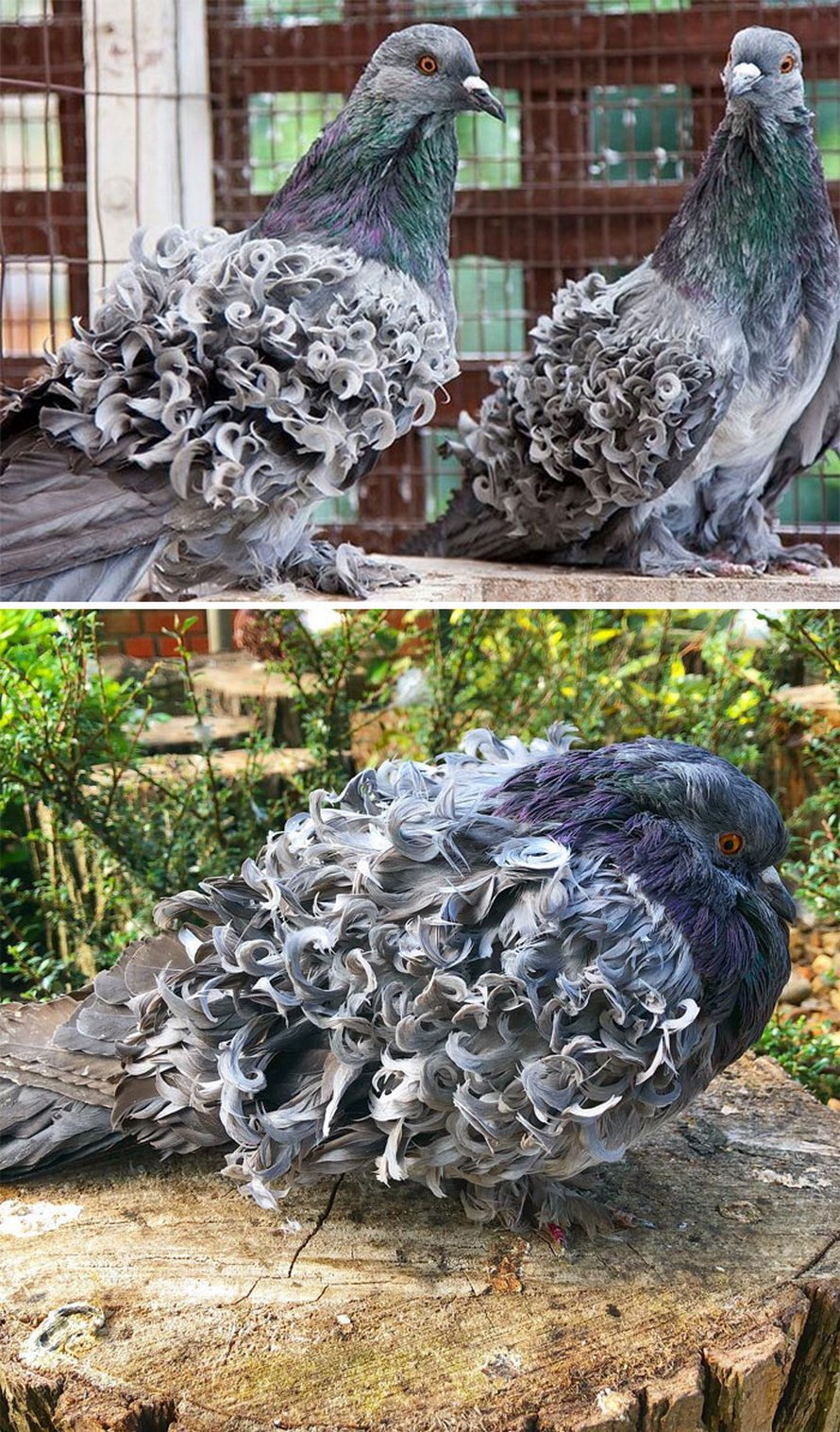 Voici certaines des plus belles espèces de pigeons du monde