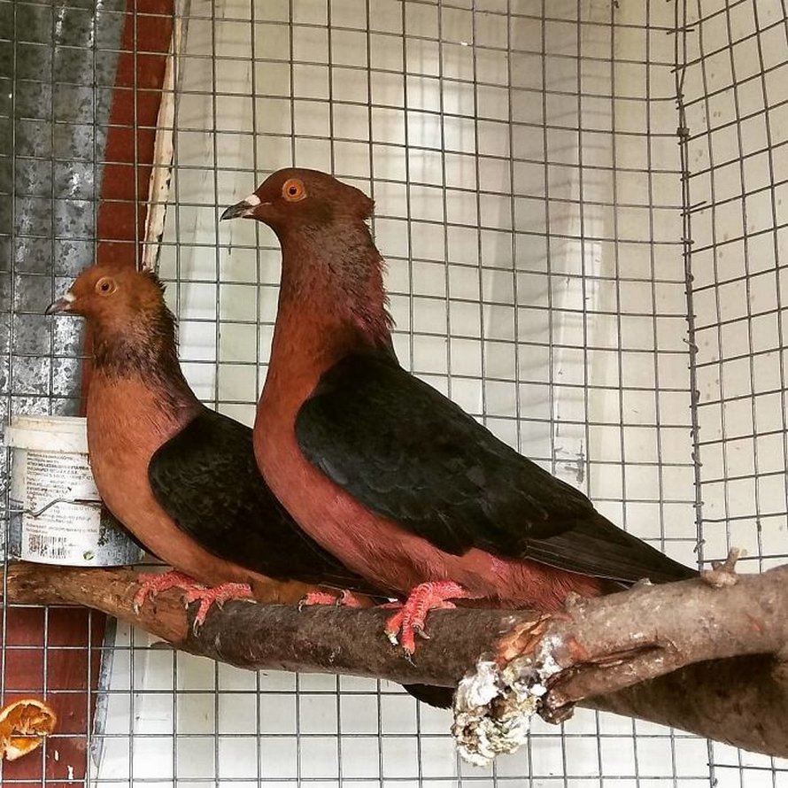 Voici certaines des plus belles espèces de pigeons du monde