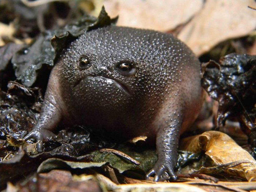 Il existe une grenouille noire qui ressemble à un avocat en colère qui — free download