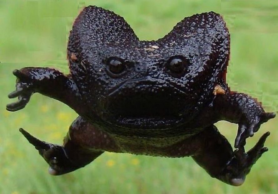 Il existe une grenouille noire qui ressemble à un avocat en colère qui — free download