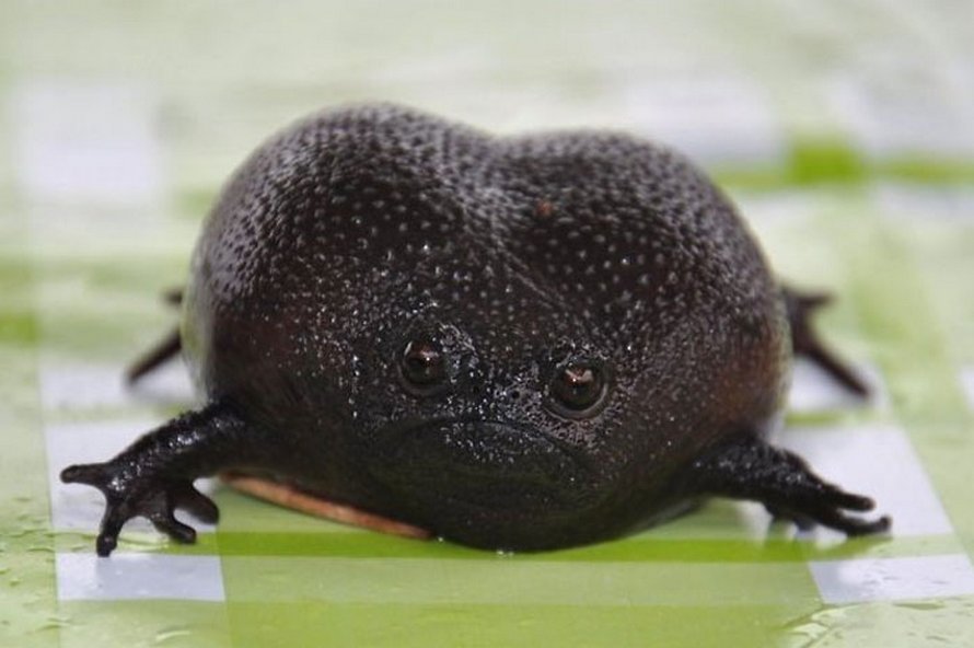Il existe une grenouille noire qui ressemble à un avocat en colère qui — free download