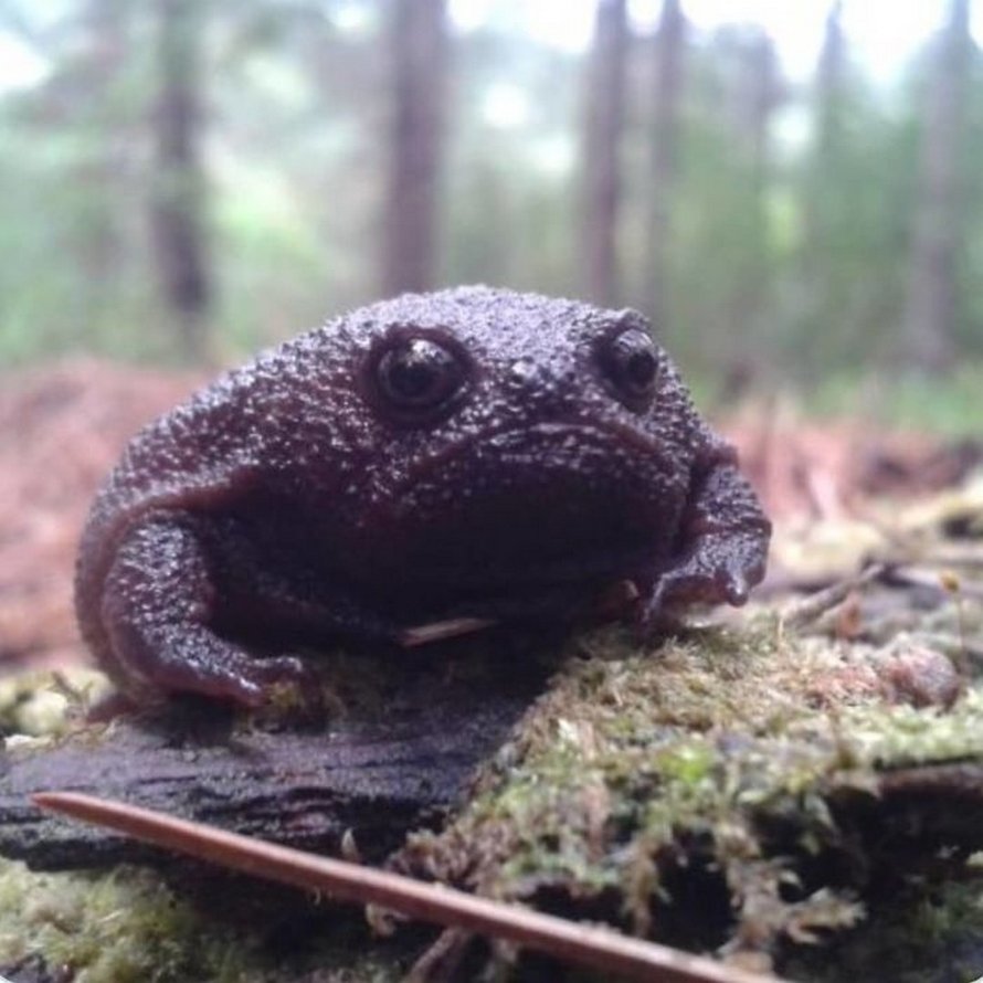 Il existe une grenouille noire qui ressemble à un avocat en colère qui — free download