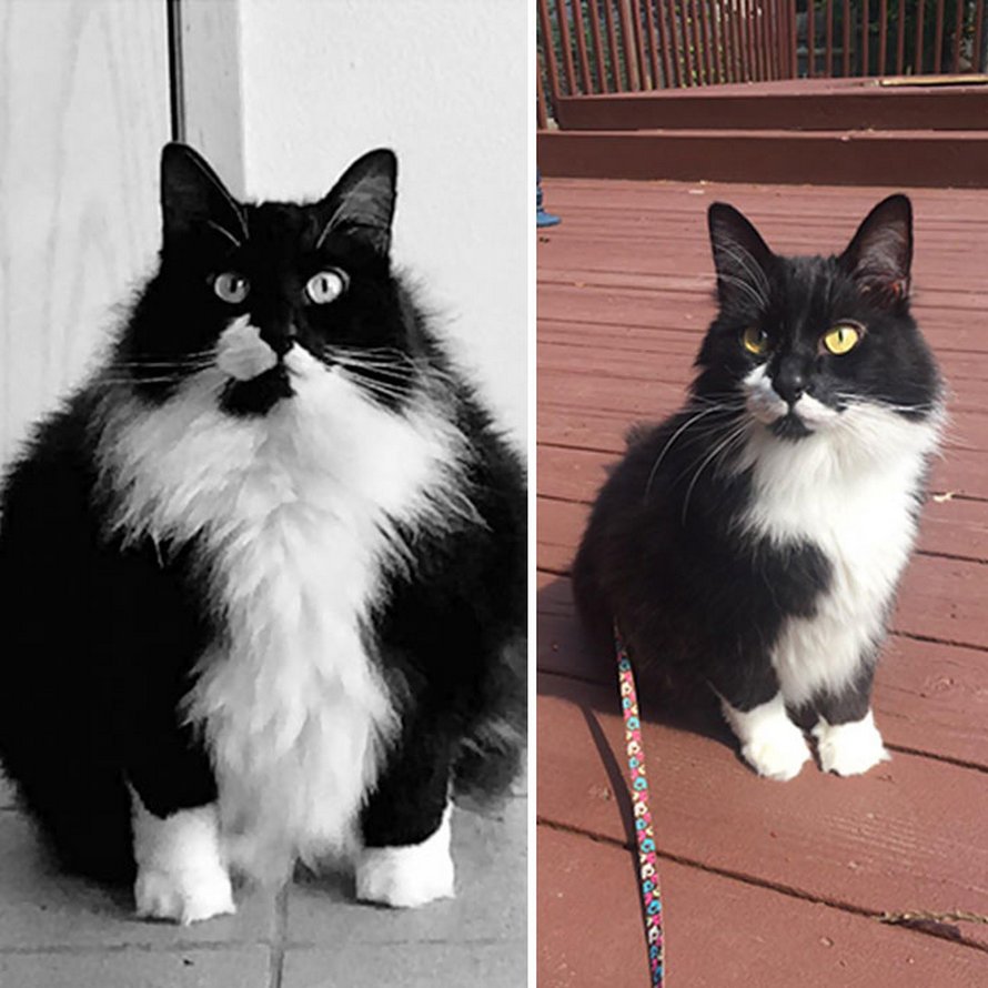 Ces Chats Ont Subi Une Transformation Spectaculaire Apres Avoir Perdu Du Poids Ipnoze