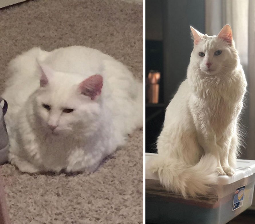 Ces chats ont subi une transformation spectaculaire après avoir perdu du poids