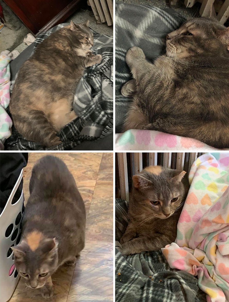 poids moyen chat de gouttière adulte