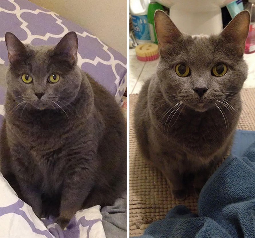 Ces Chats Ont Subi Une Transformation Spectaculaire Apres Avoir Perdu Du Poids Ipnoze