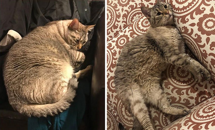 Ces Chats Ont Subi Une Transformation Spectaculaire Apres Avoir Perdu Du Poids Ipnoze