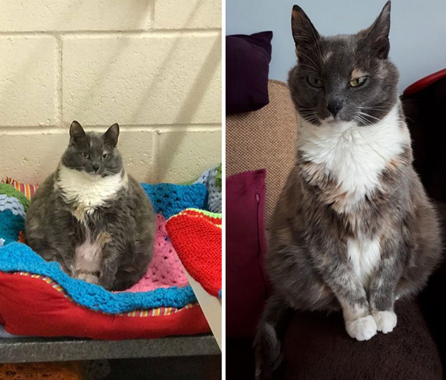 Ces chats ont subi une transformation spectaculaire après avoir perdu du poids