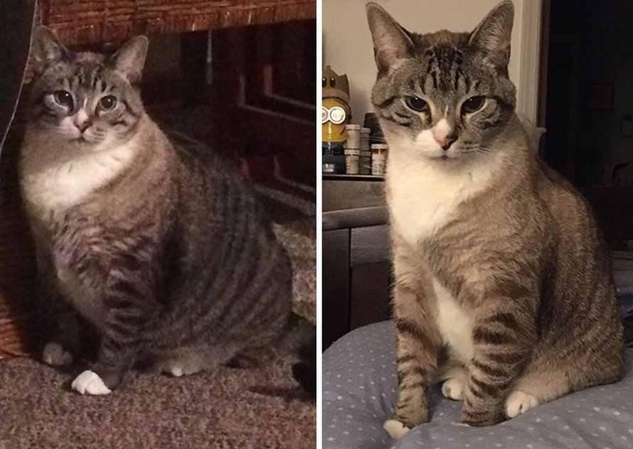 Ces chats ont subi une transformation spectaculaire après avoir perdu du poids ipnoze