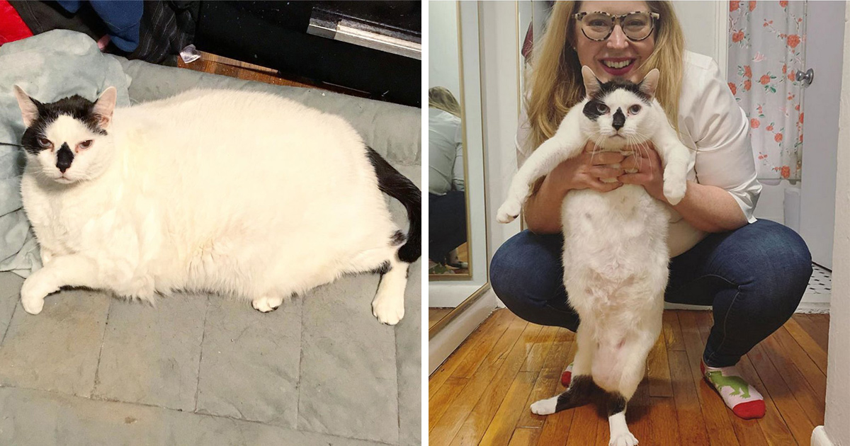 Ces Chats Ont Subi Une Transformation Spectaculaire Apres Avoir Perdu Du Poids Ipnoze Ces Chats Ont Subi Une Transformation Spectaculaire Apres Avoir Perdu Du Poids Ipnoze