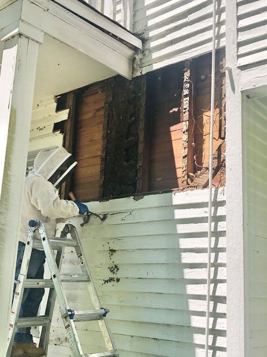 Un déménageur d’abeilles montre ce qu’il a trouvé après avoir enlevé le mur extérieur de la maison d’un client et ses photos deviennent virales