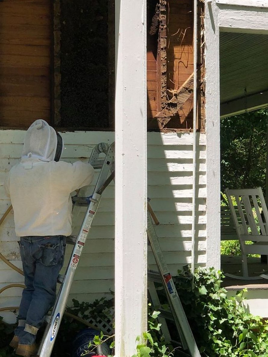 Un déménageur d’abeilles montre ce qu’il a trouvé après avoir enlevé le mur extérieur de la maison d’un client et ses photos deviennent virales