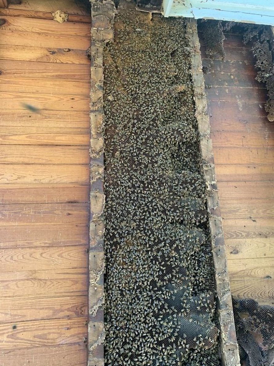 Un déménageur d’abeilles montre ce qu’il a trouvé après avoir enlevé le mur extérieur de la maison d’un client et ses photos deviennent virales