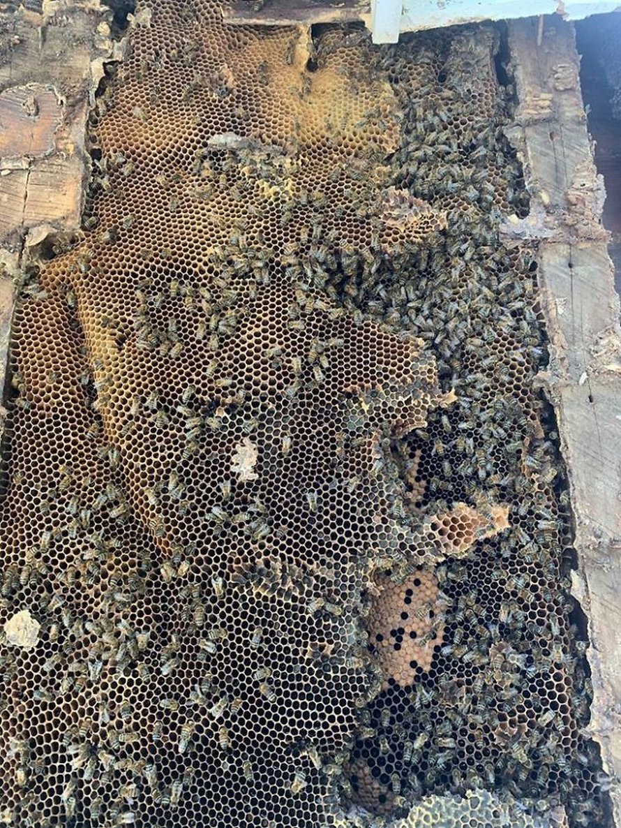 Un déménageur d’abeilles montre ce qu’il a trouvé après avoir enlevé le mur extérieur de la maison d’un client et ses photos deviennent virales