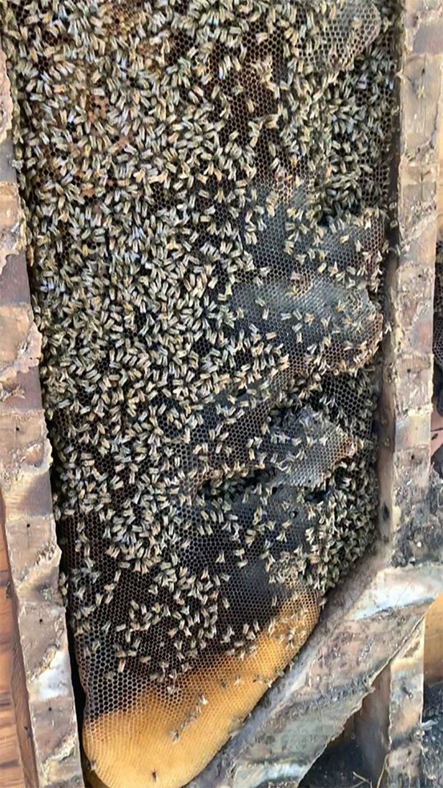 Un déménageur d’abeilles montre ce qu’il a trouvé après avoir enlevé le mur extérieur de la maison d’un client et ses photos deviennent virales