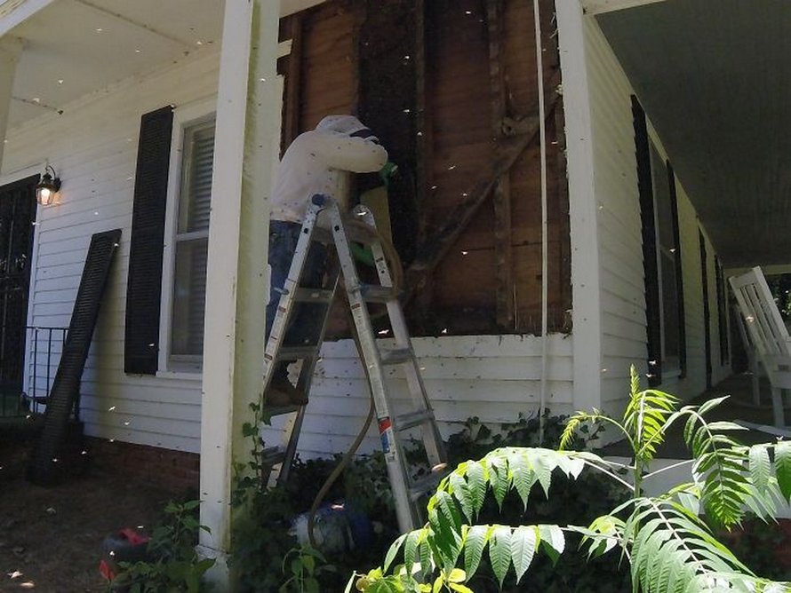 Un déménageur d’abeilles montre ce qu’il a trouvé après avoir enlevé le mur extérieur de la maison d’un client et ses photos deviennent virales