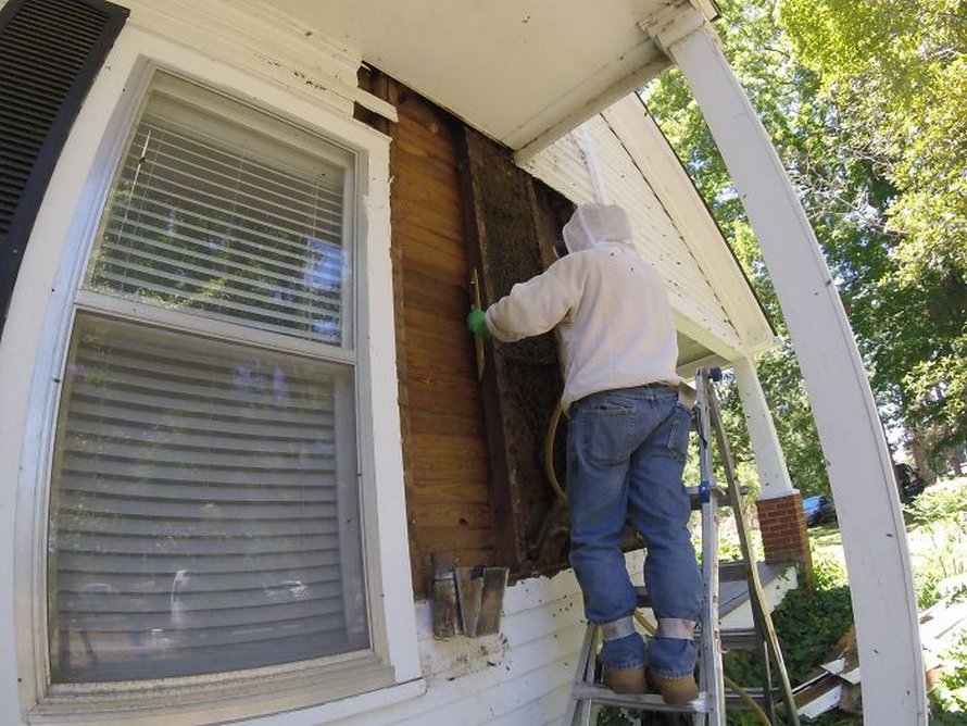 Un déménageur d’abeilles montre ce qu’il a trouvé après avoir enlevé le mur extérieur de la maison d’un client et ses photos deviennent virales
