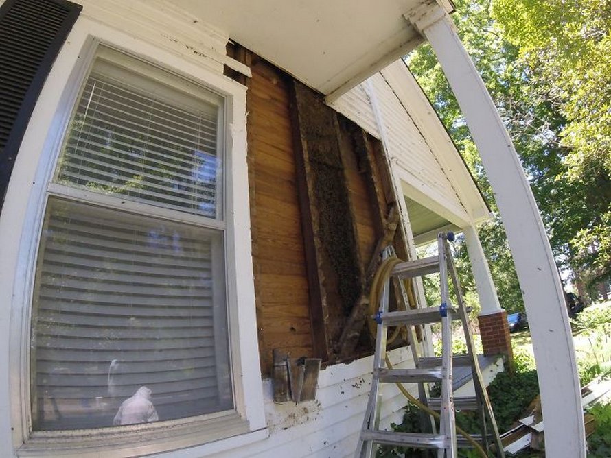 Un déménageur d’abeilles montre ce qu’il a trouvé après avoir enlevé le mur extérieur de la maison d’un client et ses photos deviennent virales