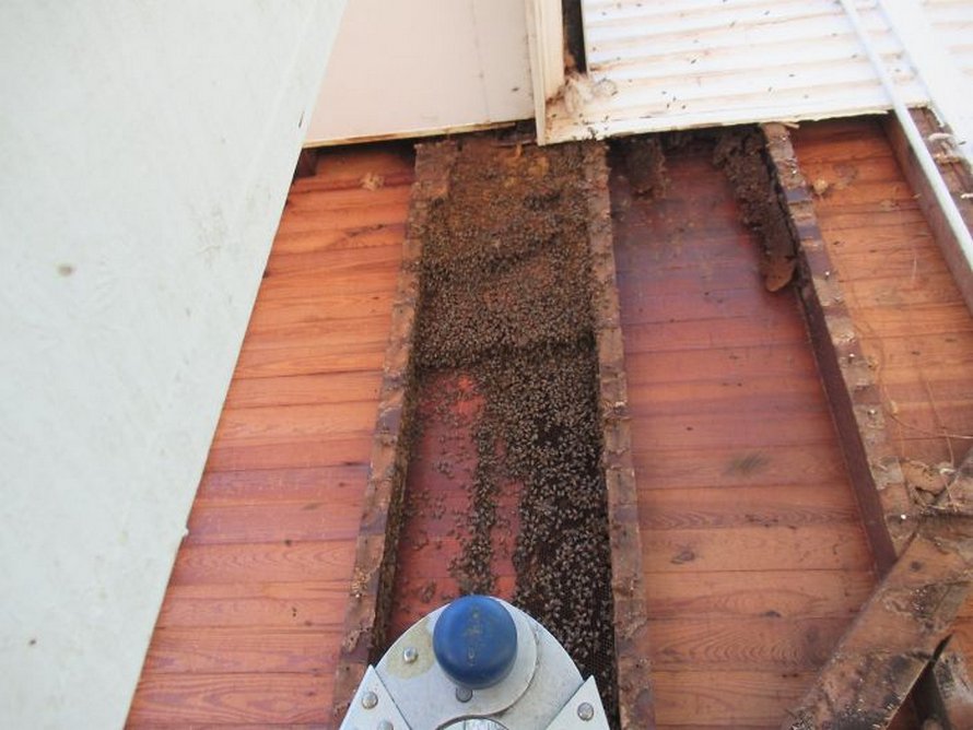Un déménageur d’abeilles montre ce qu’il a trouvé après avoir enlevé le mur extérieur de la maison d’un client et ses photos deviennent virales