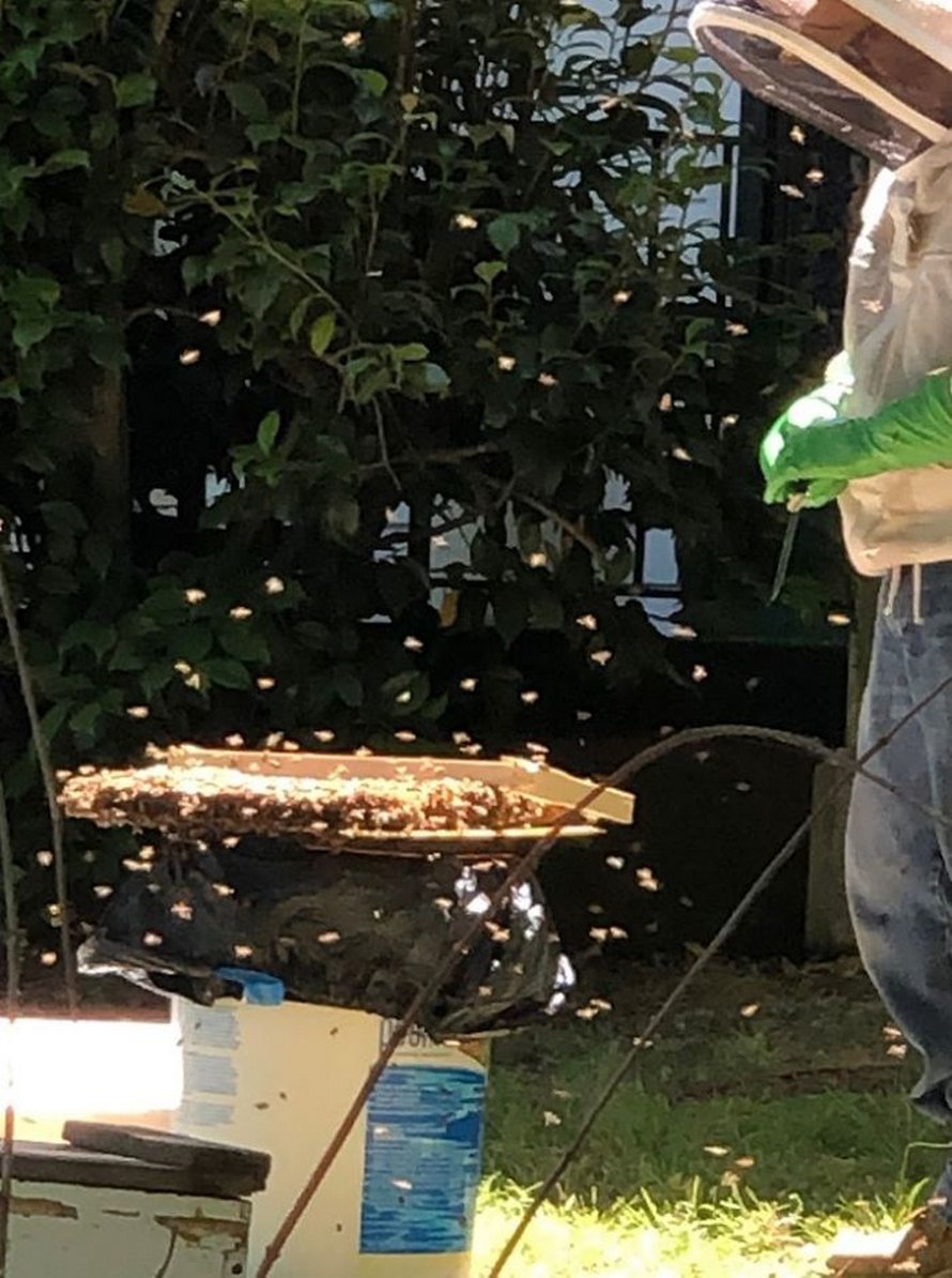 Un déménageur d’abeilles montre ce qu’il a trouvé après avoir enlevé le mur extérieur de la maison d’un client et ses photos deviennent virales