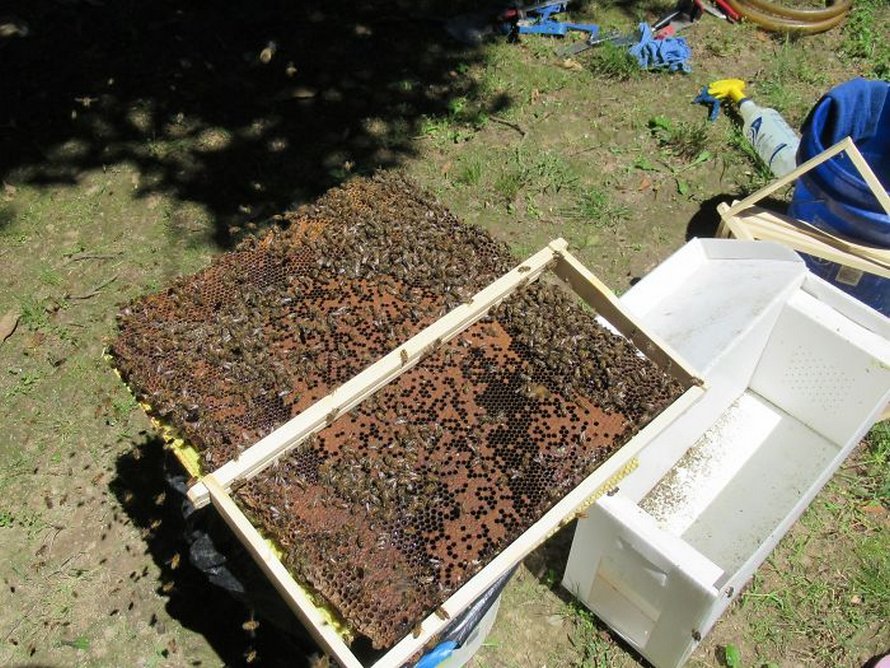 Un déménageur d’abeilles montre ce qu’il a trouvé après avoir enlevé le mur extérieur de la maison d’un client et ses photos deviennent virales