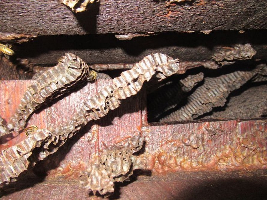 Un déménageur d’abeilles montre ce qu’il a trouvé après avoir enlevé le mur extérieur de la maison d’un client et ses photos deviennent virales