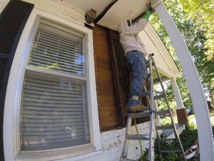 Un déménageur d’abeilles montre ce qu’il a trouvé après avoir enlevé le mur extérieur de la maison d’un client et ses photos deviennent virales