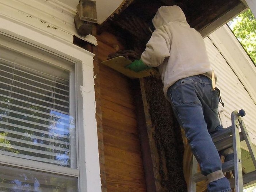 Un déménageur d’abeilles montre ce qu’il a trouvé après avoir enlevé le mur extérieur de la maison d’un client et ses photos deviennent virales