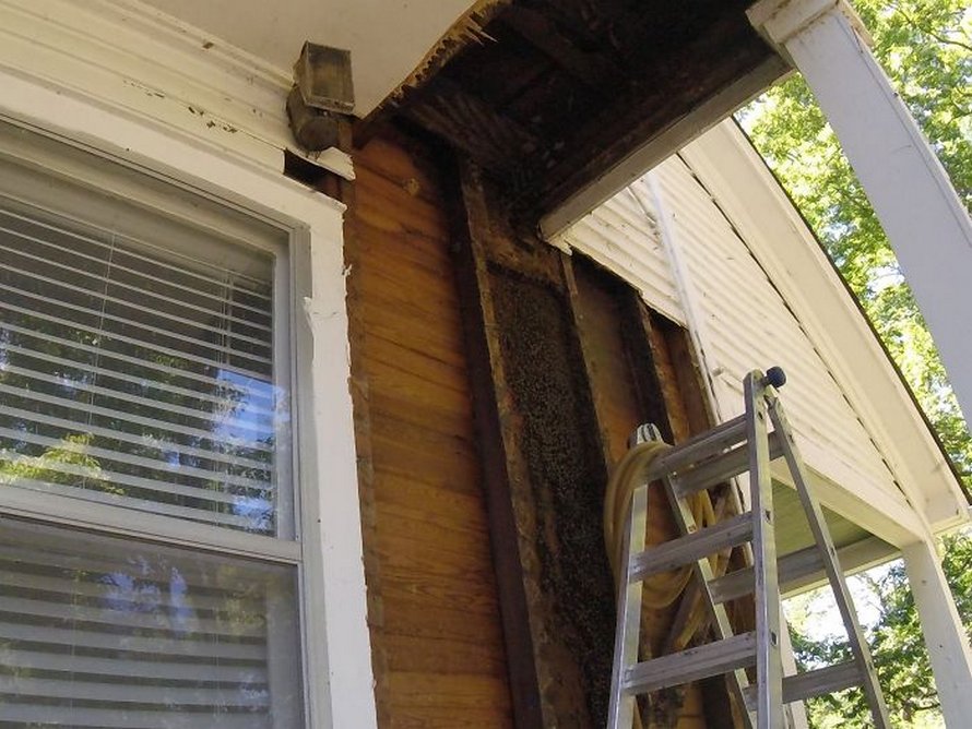 Un déménageur d’abeilles montre ce qu’il a trouvé après avoir enlevé le mur extérieur de la maison d’un client et ses photos deviennent virales