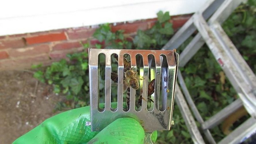 Un déménageur d’abeilles montre ce qu’il a trouvé après avoir enlevé le mur extérieur de la maison d’un client et ses photos deviennent virales