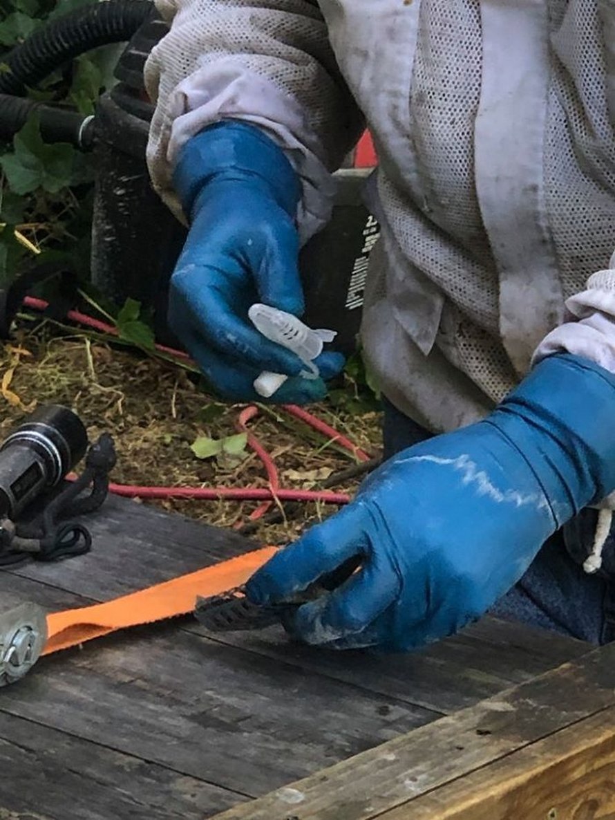 Un déménageur d’abeilles montre ce qu’il a trouvé après avoir enlevé le mur extérieur de la maison d’un client et ses photos deviennent virales