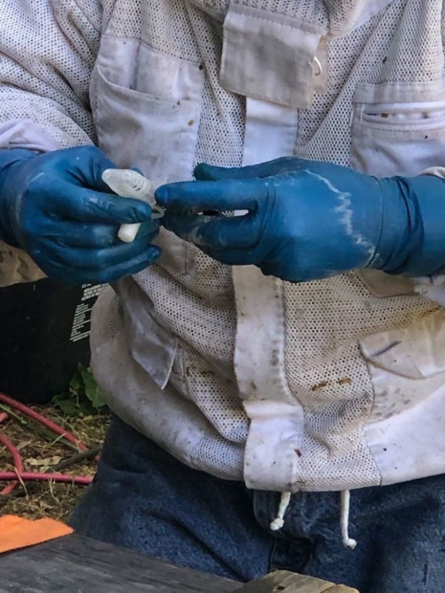 Un déménageur d’abeilles montre ce qu’il a trouvé après avoir enlevé le mur extérieur de la maison d’un client et ses photos deviennent virales