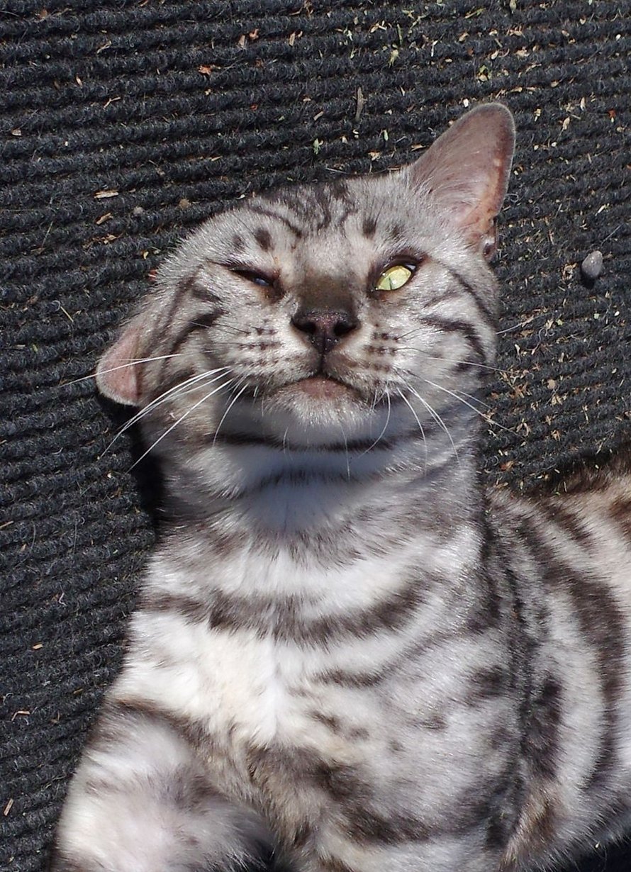 Mon Chat Cligne D'un Seul Oeil Nos chats et ceux de nos voisins ont trouvé de l’herbe à chat et chat