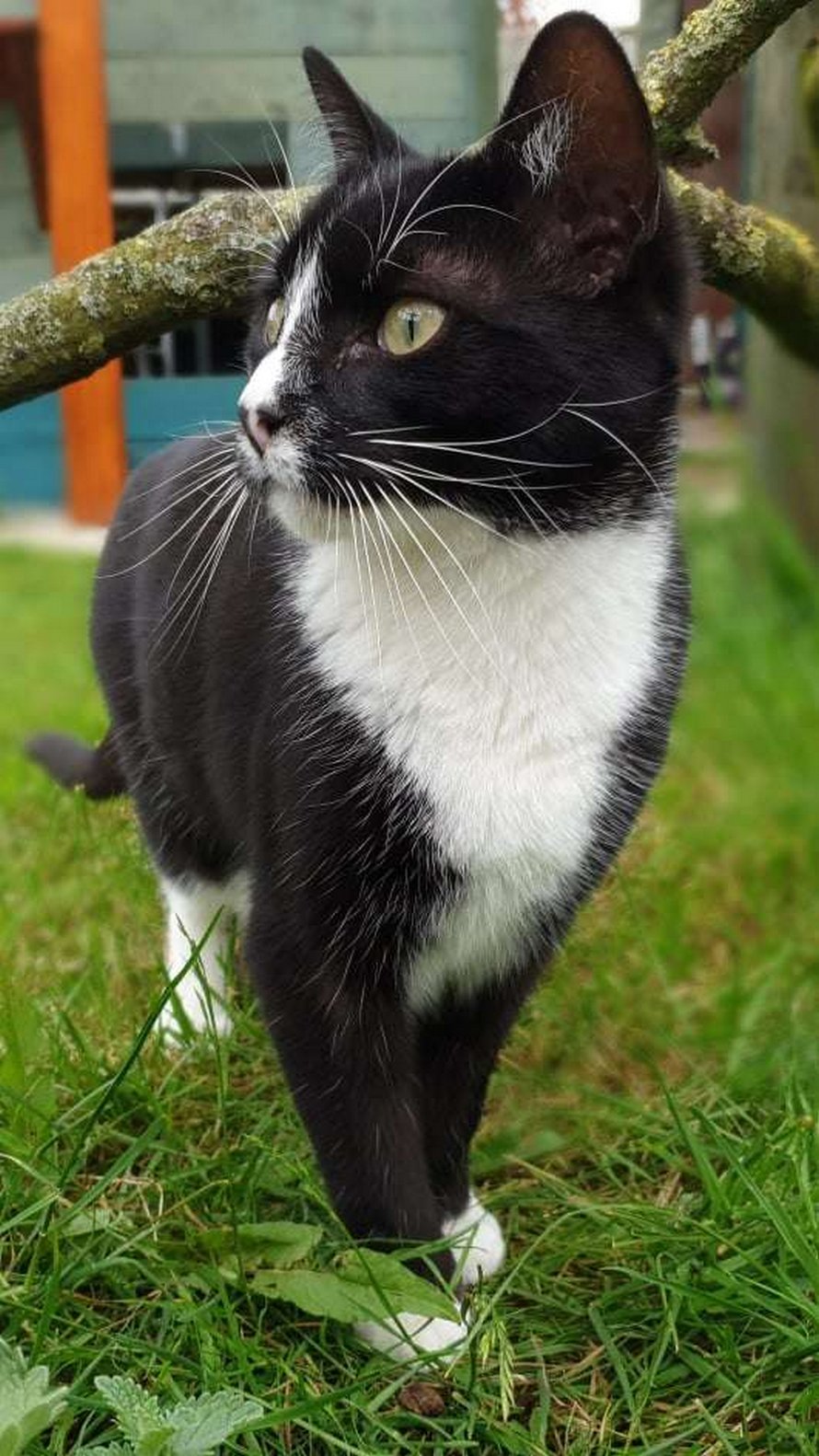 Un homme passe une année entière à construire un espace de jeux incroyable pour sa chatte