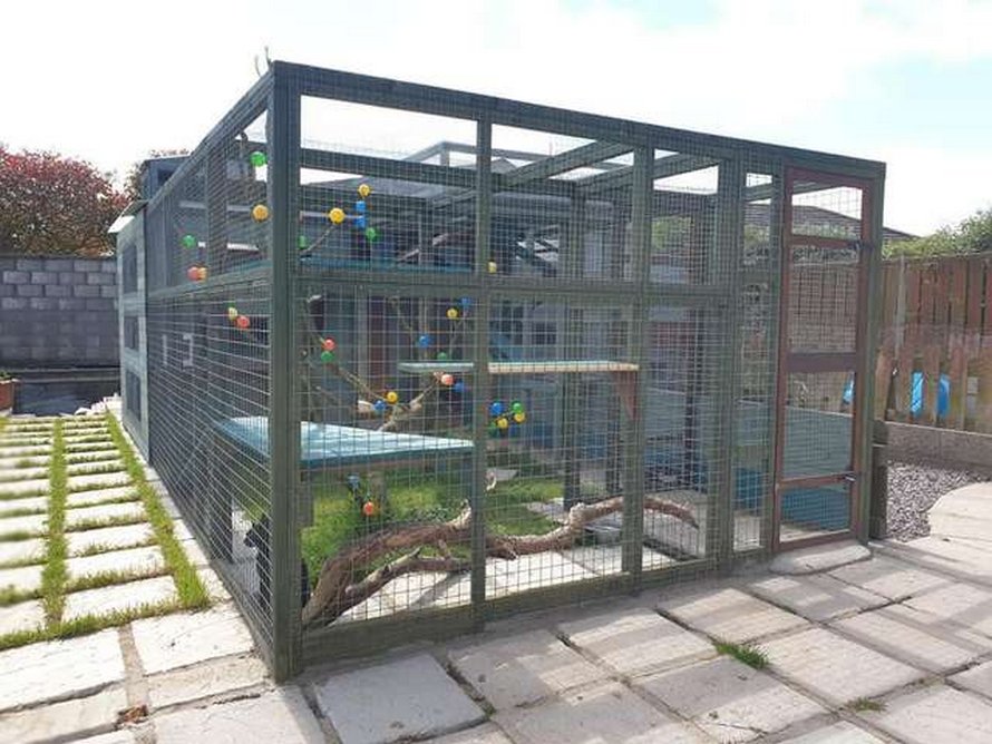 Un homme passe une année entière à construire un espace de jeux incroyable pour sa chatte