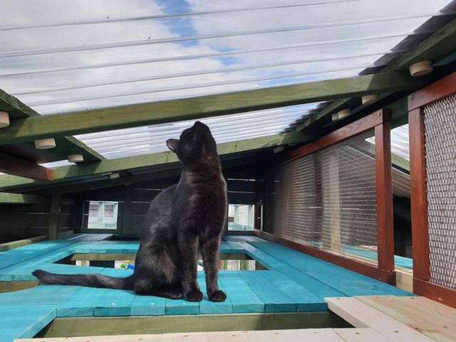 Un homme passe une année entière à construire un espace de jeux incroyable pour sa chatte