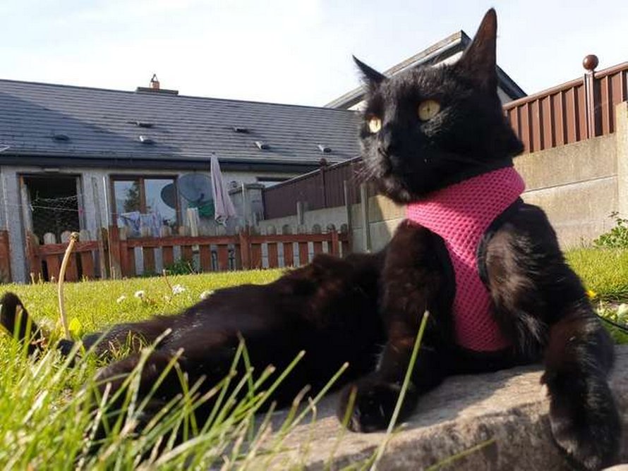 Un homme passe une année entière à construire un espace de jeux incroyable pour sa chatte